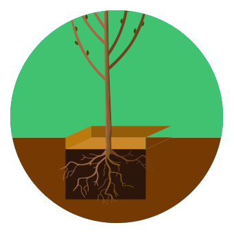 Haz tazas de riego para los árboles, es decir, espacios de tierra, libres de pasto y otros cubresuelos, para que exista un espacio de riego y humedad sólo para el árbol, de manera que las raíces no compitan por el agua con el pasto.